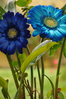 Blue Gerbera Seeds for a lasting display in the Flowering Garden