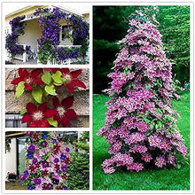 Clematis Small Green Climbing Plant Seeds for fast cover along a fence or wall