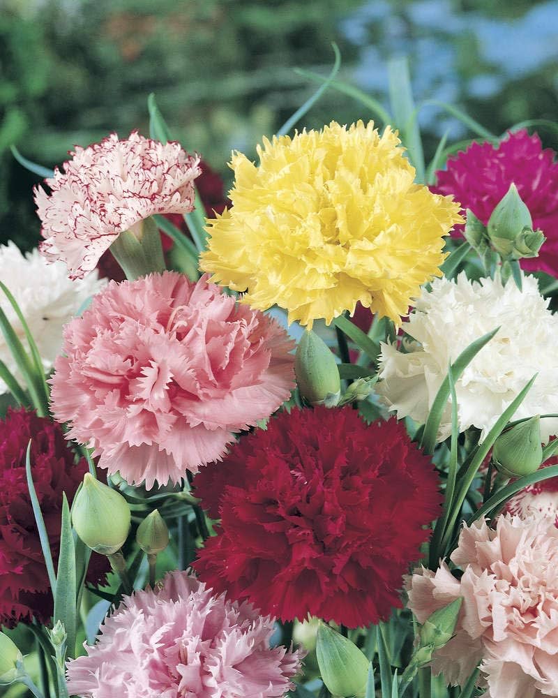 Carnation Dianthus caryophyllus flowering seeds for indoor pots and vertical gardens - for planting in home garden