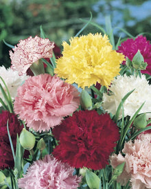 Carnation Dianthus caryophyllus flowering seeds for indoor pots and vertical gardens - for planting in home garden