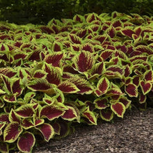 Coleus Wizard Coral Sunrise Seeds for a bright addition to the flower bed