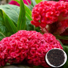 Cockscomb Seeds (Celosia argentea) for a lasting display in the flower beds and ornamental gardens