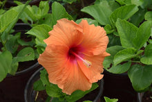 Rosa Orange Hibiscus Seeds (Hibiscus syriacus) for a homegrown harvest from the ornamental garden and outdoor landscape