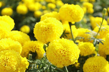 Marigold Seeds (Tagetes spp.) for colorful blooms in the Flower Garden