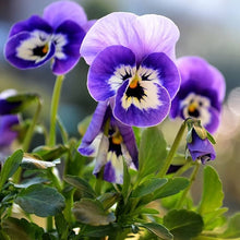Pansy Seeds for seasonal color across the Blue Garden