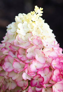Hydrangea Hydrangea Paniculata Seeds for climbing cover in the Home Garden Ornamental Beds