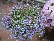 Blue Linen Seeds for growers filling out the Garden