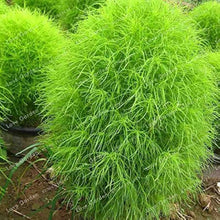 Green Kochia Burning Bush bonsai seeds
