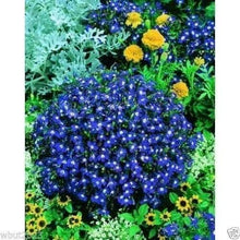 Lobelia Frau Clibran Seeds for gardeners building out beds and borders