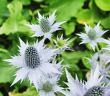 Alpine Sea Holly Eryngium spp. flower seeds for planting in rock gardens and pollinator beds