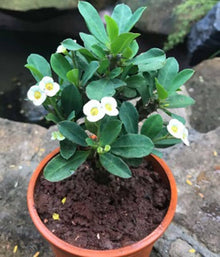 Euphorbia Seeds known for white Gardening