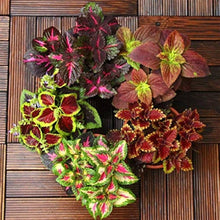 Japanese Coleus – Plectranthus scutellarioides – for bonsai planting