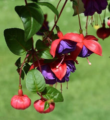 Fuchsia Fuchsia Hybrida Seeds for a bright addition to the Hanging Garden Pots