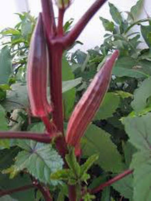 Hill Country Red Okra Seeds for a reliable harvest in the Heirloom Vegetable Gardens