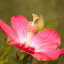 Hibiscus Dasysisycalyx (Neches Rosemallow Seeds for a bright addition to the Exotic Rose-like Flowers in Your Garden