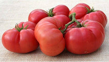 New Big Dwarf Tomato Seeds (Solanum lycopersicum) for growers stocking the Small Urban Beds