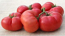 New Big Dwarf Tomato Seeds (Solanum lycopersicum) for productive rows in the container or small gardens