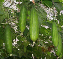 Giant Loofah Seeds prized among growers for organic Towel Pumpkin Vegetables ( pcs