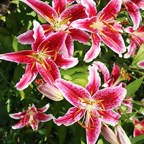 Orange Lily Perennial Flower - for planting in home garden