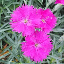 Dianthus Maiden Pink Seeds for seasonal color across the home garden flower bed