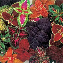 Coleus Seeds (Plectranthus scutellarioides) for a bright addition to the indoor pots or shaded garden areas