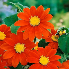 Mexican Sunflower Tithonia Seeds for gardeners building out beds and borders