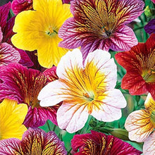Painted Munds Salpiglossis Flower Plant - for planting in home garden