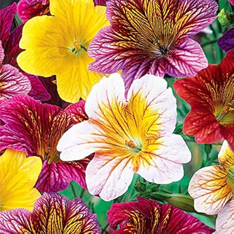 Rare Colored Glass Salpiglossis Seeds for growers seeking a long-blooming display