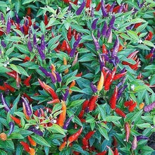 7 Pot Seeds (Jonas pepper) for a reliable harvest in the sunny backyard garden