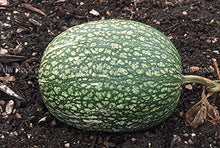 Shark Fin Melon Seeds (Benincasa hispida) for productive rows in the Vegetable Patch