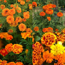 Dainty Marietta Marigold Seeds (Tagetes patula) for colorful blooms in the Vegetable Flower Border