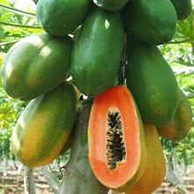 Dolce Maradold Papaya Seeds for growers wanting a homegrown harvest