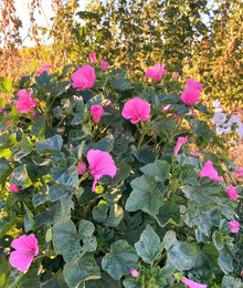 Rose Mallow Seeds (Malva sylvestris) for growers filling out the backyard garden beds