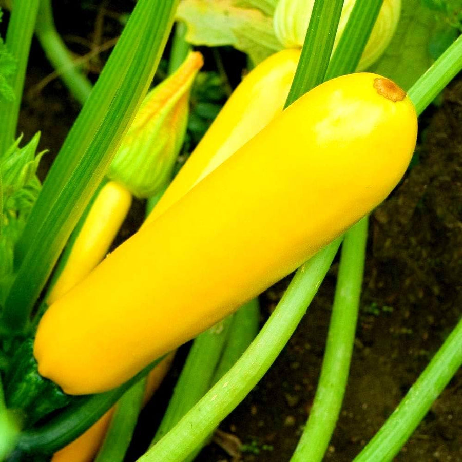Dark (Green Zucchini Squash Seeds – High-Yield Summer Variety) for planting in garden