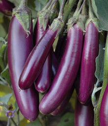 Hangzhou Red Long Eggplant Seeds for a fresh homegrown crop from the Tasty, Edible Garden Crops