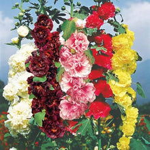 Hollyhock flower Seeds (Alcea rosea) for colorful blooms in the backyard garden or containers