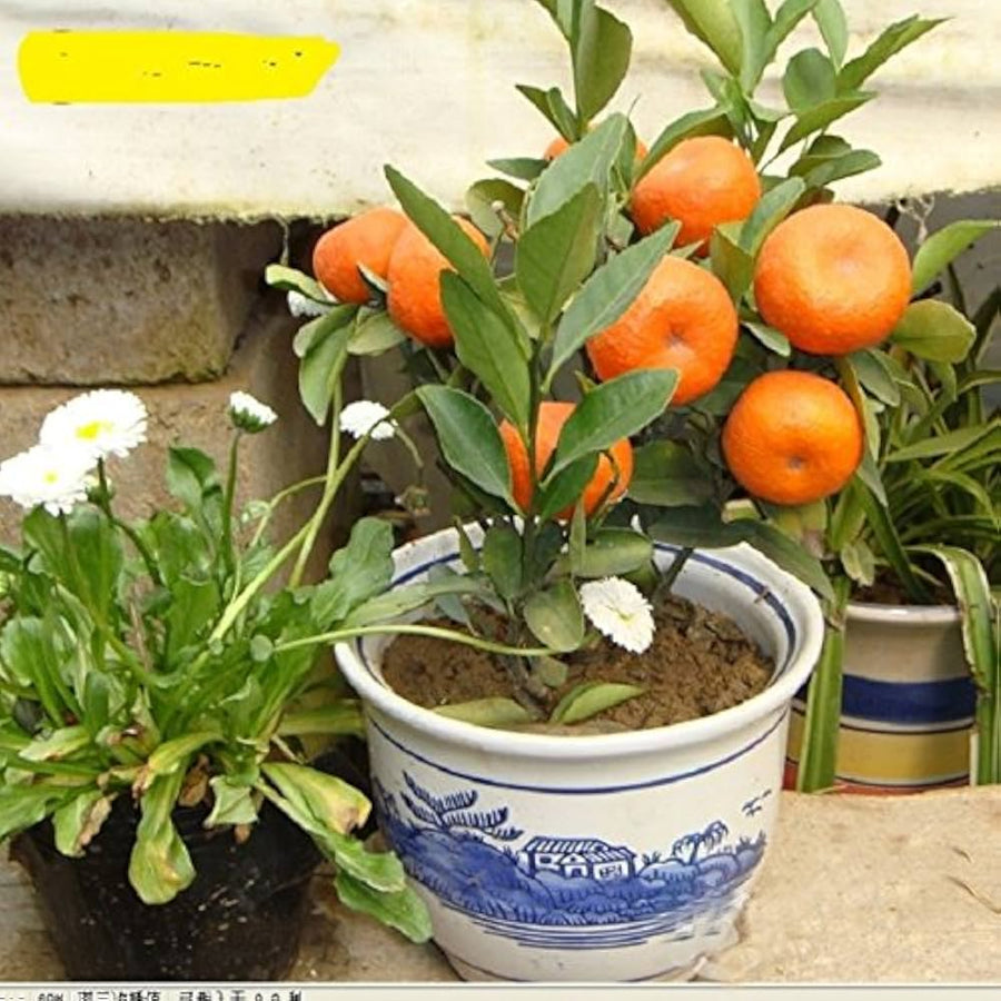 Bonsai orange seeds – Citrus sinensis – for planting mini fruit trees