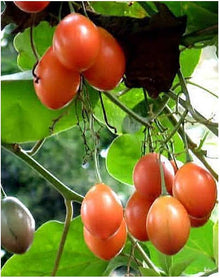 Tamarillo tree tomato Seeds (Cyphomandra betacea) for a fresh homegrown crop from the tropical fruit garden planting