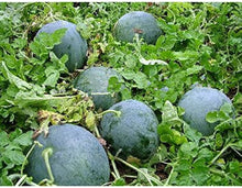 Black Watermelon Seeds (Citrullus lanatus) for a fresh homegrown crop from the home garden beds