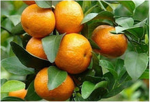 Cold Hardy Tangerine Mandarin Citrus Tree Seeds for long-term planting in the yard