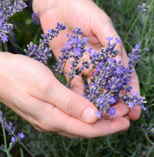 Lavender Lavandula Angustifolia Pink Flower Seeds for Planting – Suitable for Fragrant Borders and Pollinator-Friendly Gardens