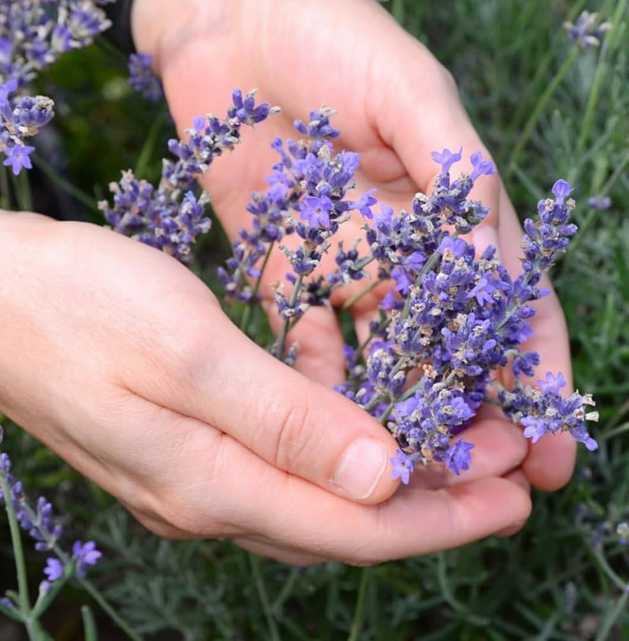 Lavender Lavandula Angustifolia Pink Flower Seeds for Planting – Suitable for Fragrant Borders and Pollinator-Friendly Gardens