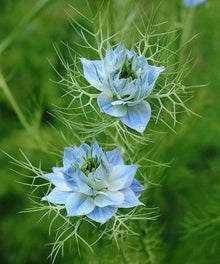 Nigella Papillosa Seeds (Nigella papillosa) for colorful blooms in the flower beds and wildflower gardens