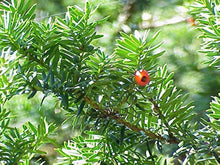 Japanische Eibe Taxus Cuspidata Capitata Evergreen Tree Seeds for long-term planting in the yard