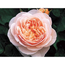 Juliet Rose Seeds (Rosa spp.) for colorful blooms in the Flower Bed & Garden