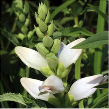 Turtlehead Chelone Glabra Native Wildflower Seeds for reliable seasonal color