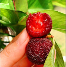 Red Bayberry Seeds for growers wanting a homegrown harvest