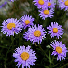 Alpine Aster Seeds (Aster alpinus) for gardeners building out beds and borders