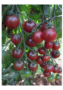 Rosella Tomato Seeds for growers stocking the Solanum patch balcony garden
