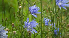 Chicory Seeds (Cichorium intybus) for seasonal color across the Herb Garden & Flower Bed